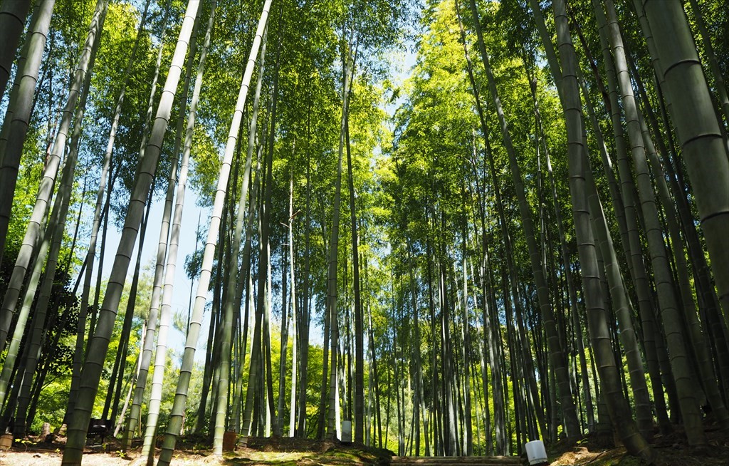 Bamboo forest known by only local people