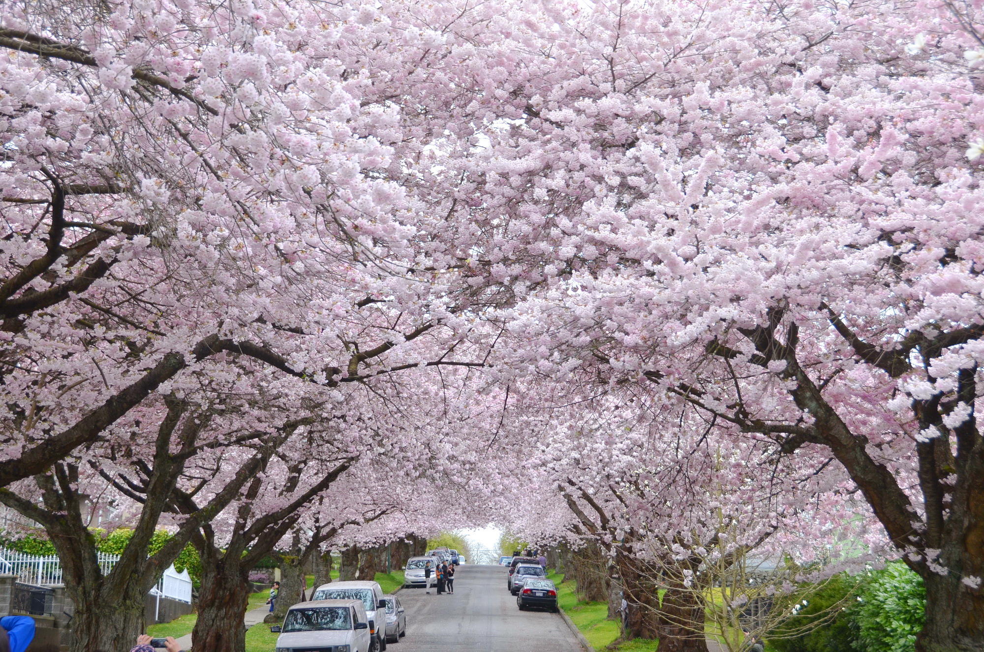 Best Kyoto Tour guiding