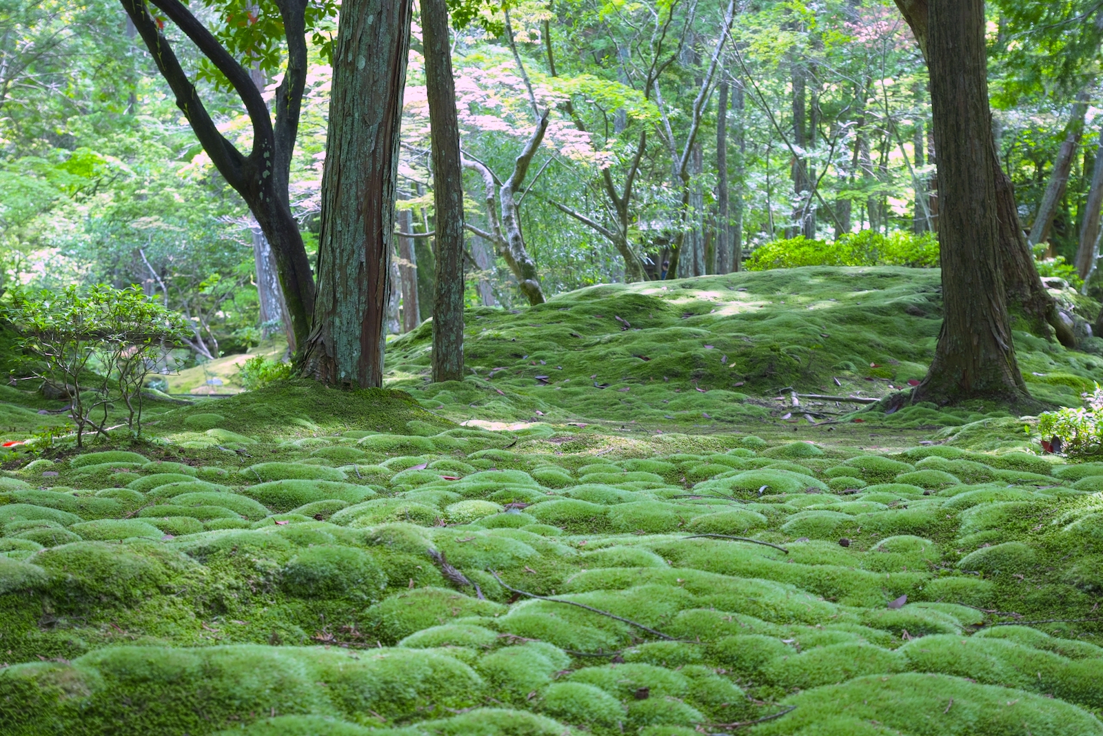 Best Kyoto Tour guiding