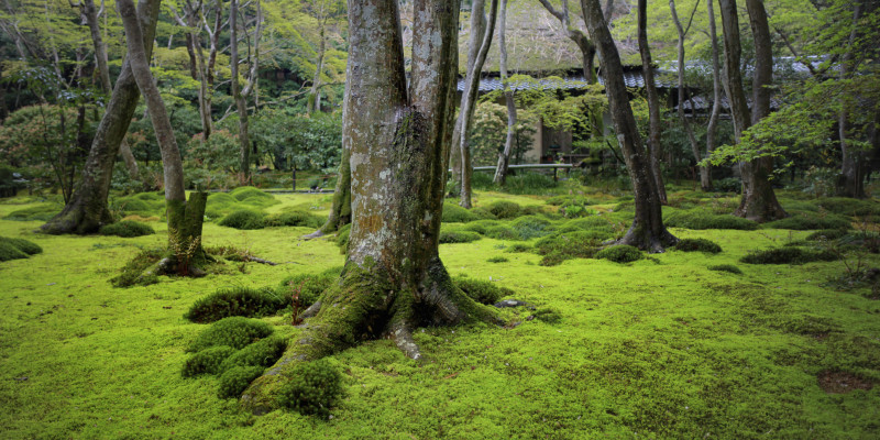 zazen